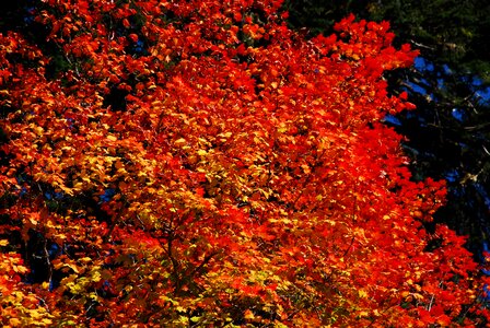 Autumn tree foliage photo