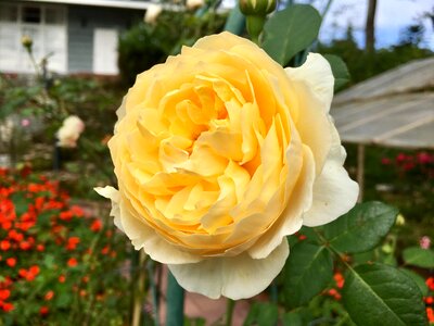 Yellow rose flowers fresh flowers photo