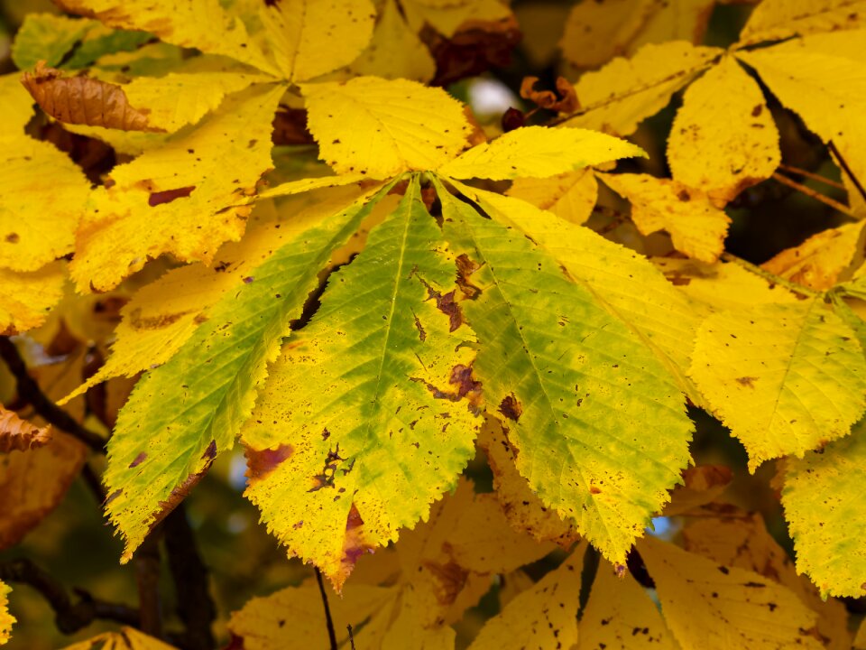 Colorful leaves color