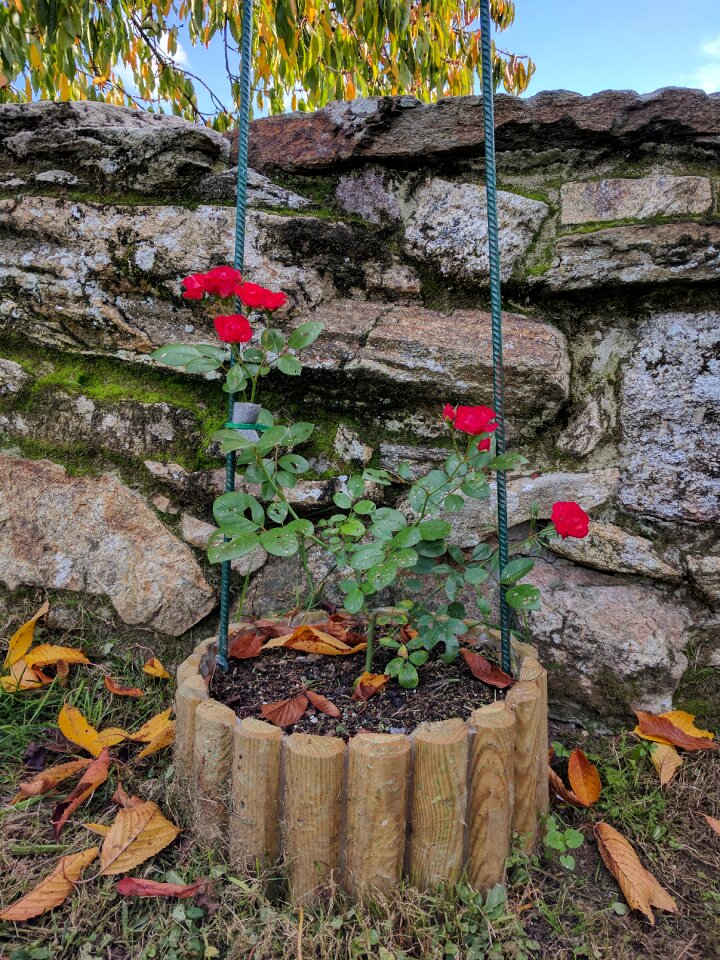 Rosebush flowers decoration