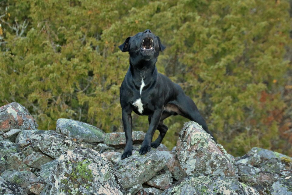 Patterdale terrier black pet