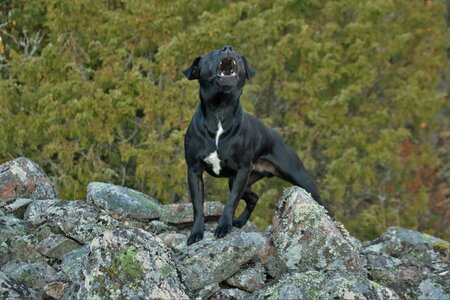 Patterdale terrier black pet