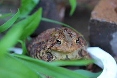 Hop toad nature