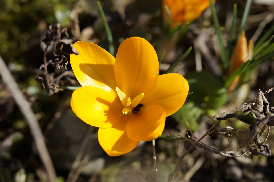 Yellow bloom flower