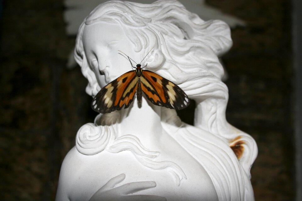 Statue butterfly face