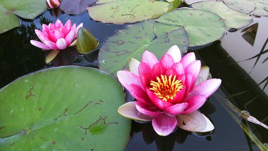 Pink waterlily pond