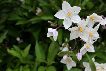 Garden plants white photo