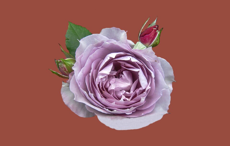 Rose garden bad kissingen rose bloom