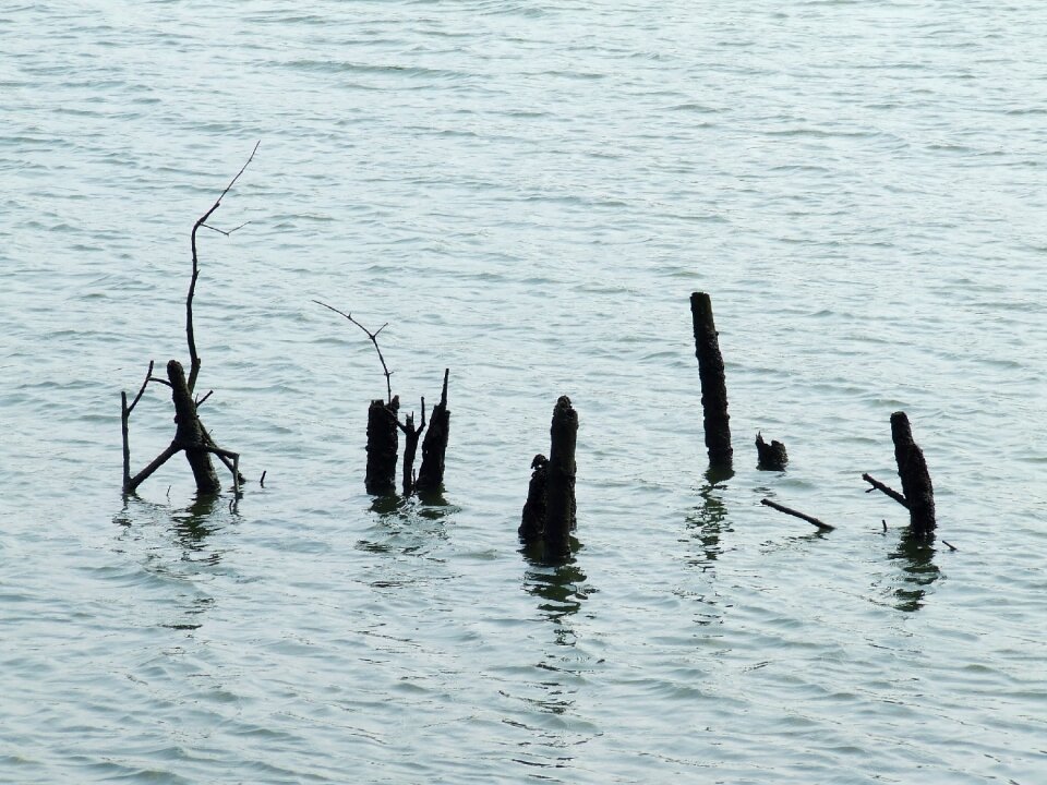 The mangroves water deadwood
