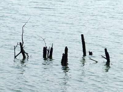 The mangroves water deadwood