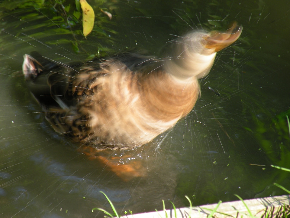 Duck drop of water shake