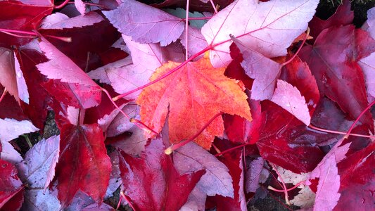 Autumn red holiday