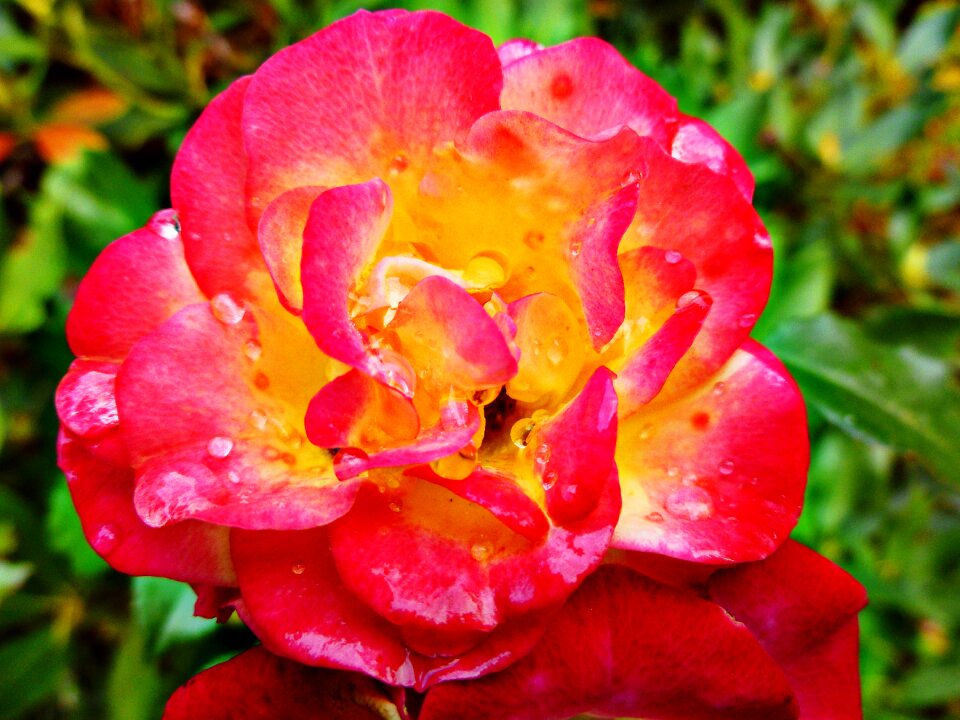 Wild rose blossom bloom