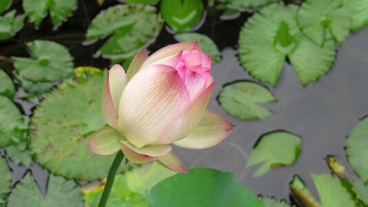 Pond water plant lily pad