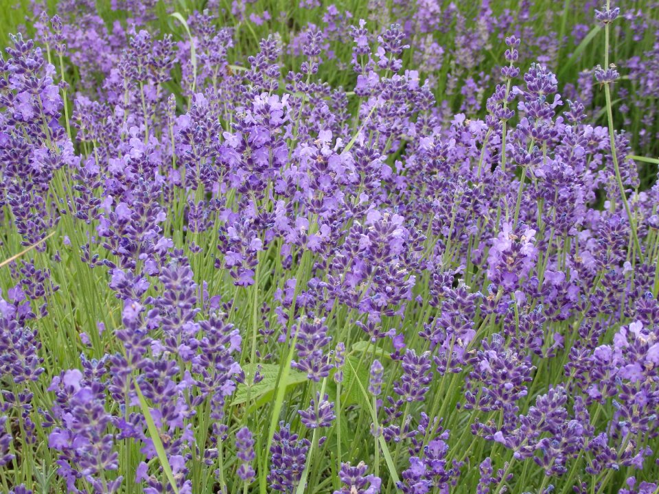 Lavender summer tihany