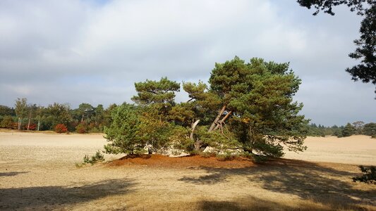Landscape netherlands marram grass