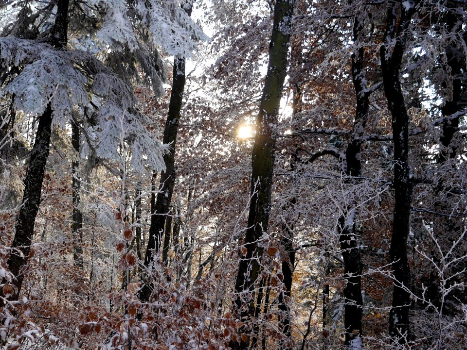 Nature snow autumn
