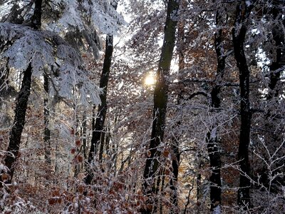 Nature snow autumn