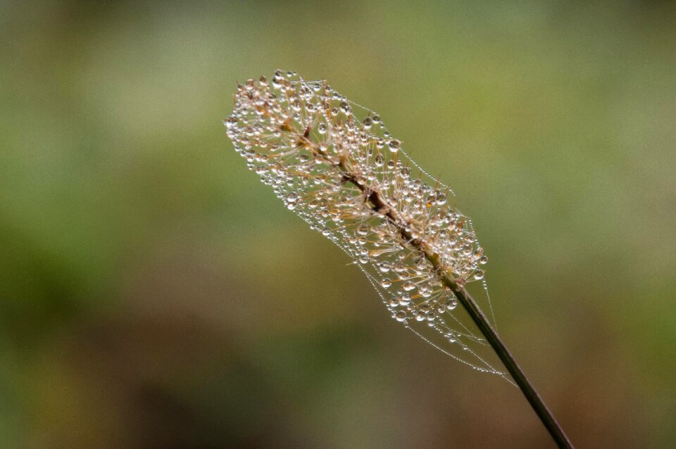 Plant dewdrop morgentau