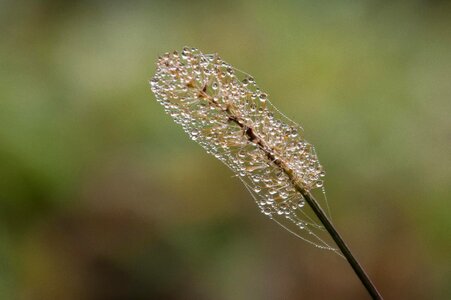 Plant dewdrop morgentau