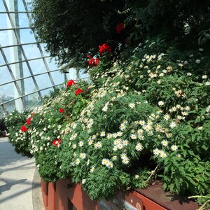 Bushing daisy white