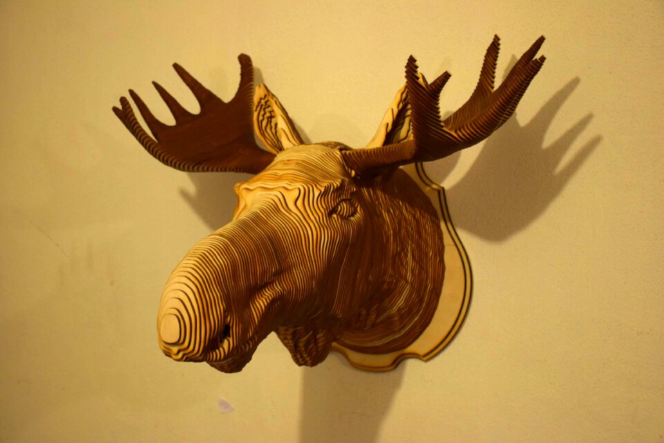 Animals wall living nature