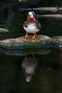Bird wildlife beak