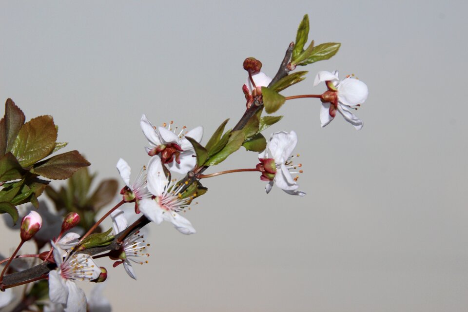 Plant cherry blossom white flowers