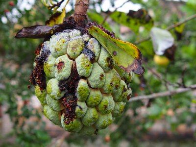 Guava fruit rot photo
