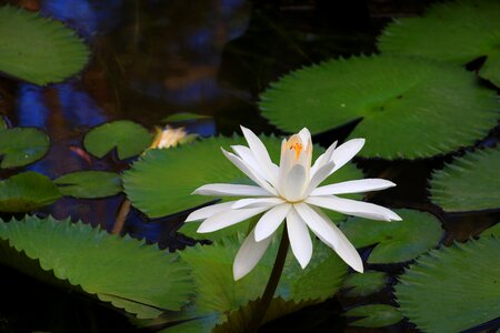 Pond water plant lily pad