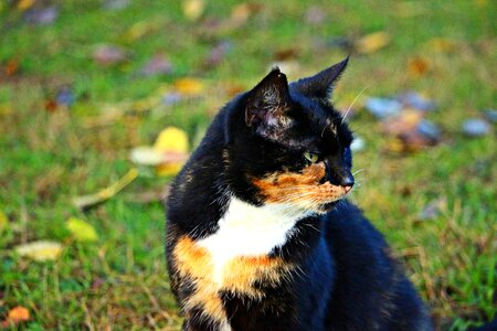 Lucky cat domestic cat three coloured photo