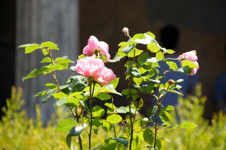 Nature garden flower