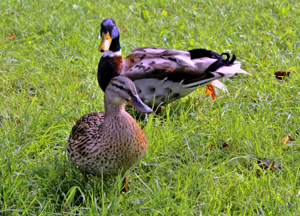 Nature birds water