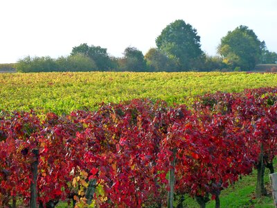 Vine leaves autumn leaves autumn