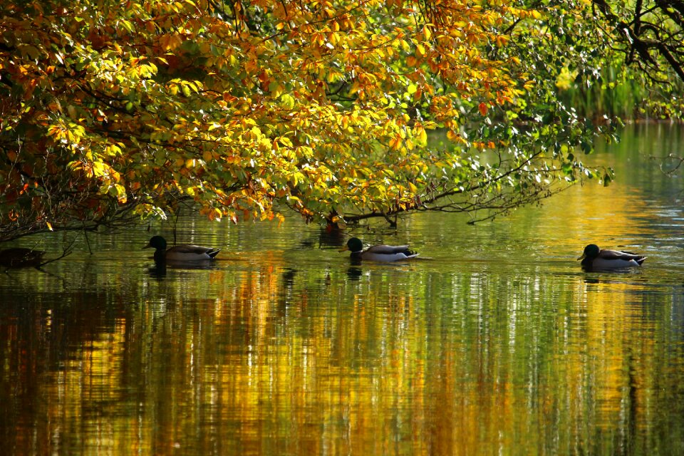 Fall color mirroring leaves