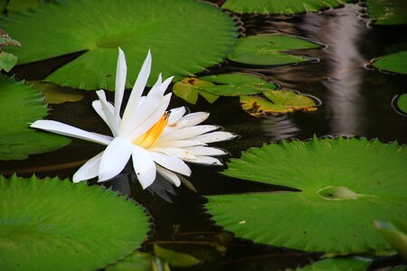 Pond water plant lily pad