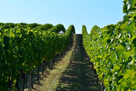 Winery grape grapevine