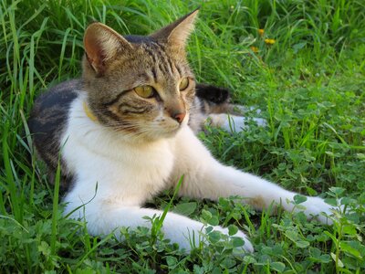 Lawn outdoors pet photo