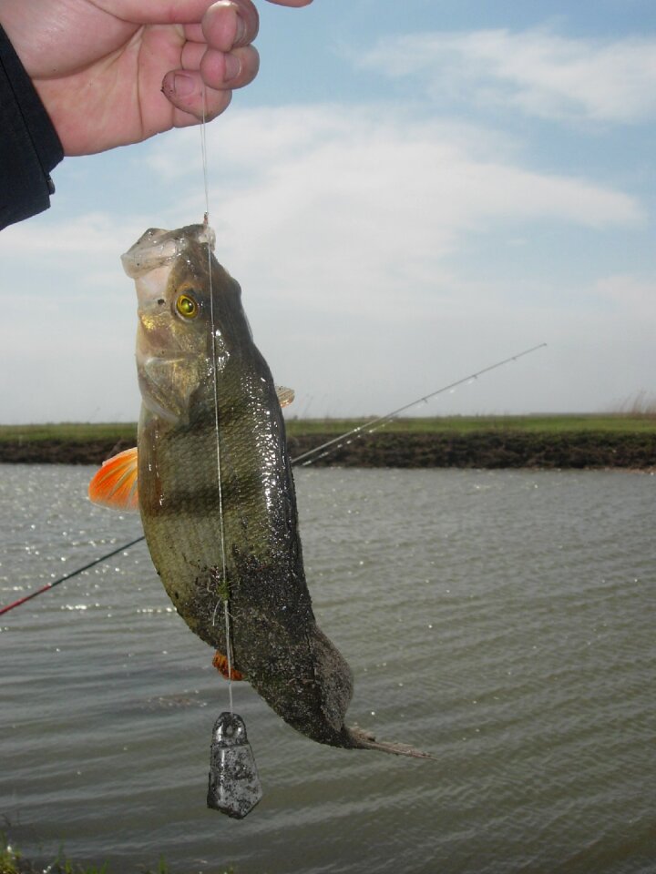 Hook vacation fishes