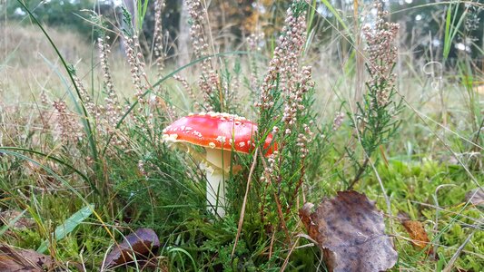 Forest red white photo