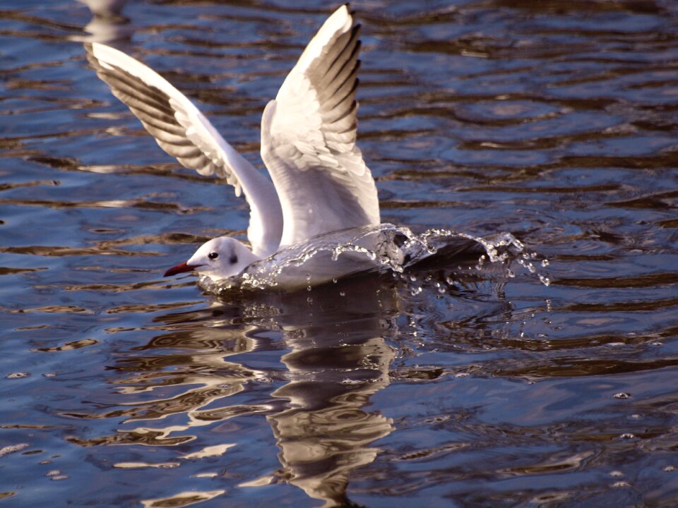 Water animals spetters