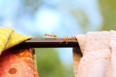 Insects red