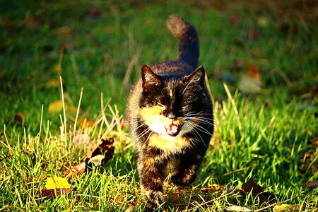Three coloured cat face domestic cat