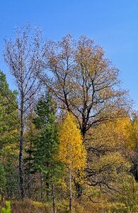 Golden autumn autumn forest plant