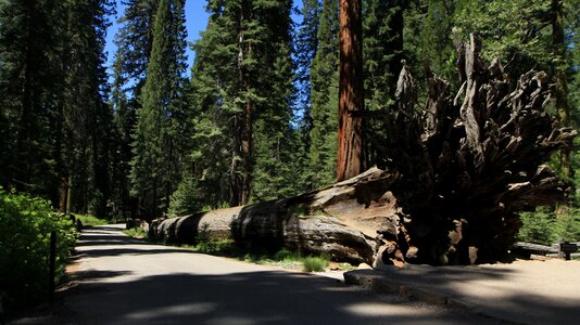 Park national sequoia photo