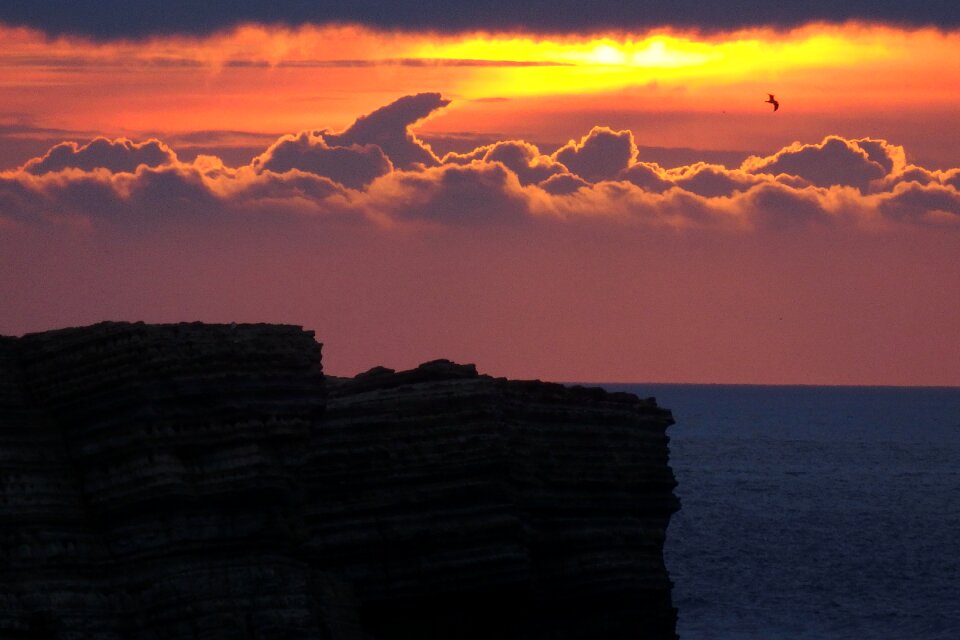 Baleal seagull ocean