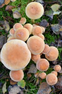 Nature autumn mushrooms photo