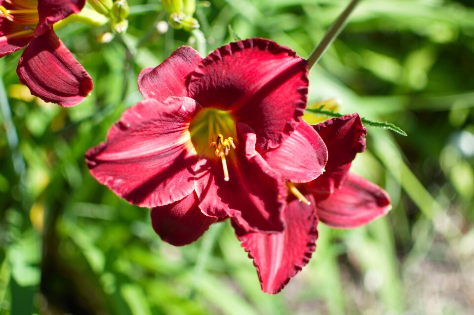 Nature wild flower red