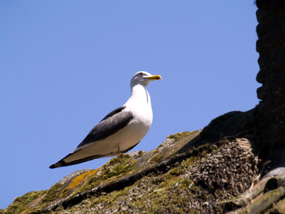Air blue bird