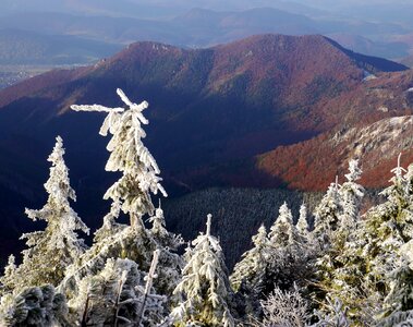 Mountains autumn trees
